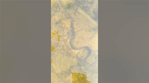 aaral fish spotted in a small stream / fresh water eel fish.